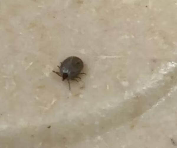 虫卑蜱虫(虫字旁加卑怎么读)