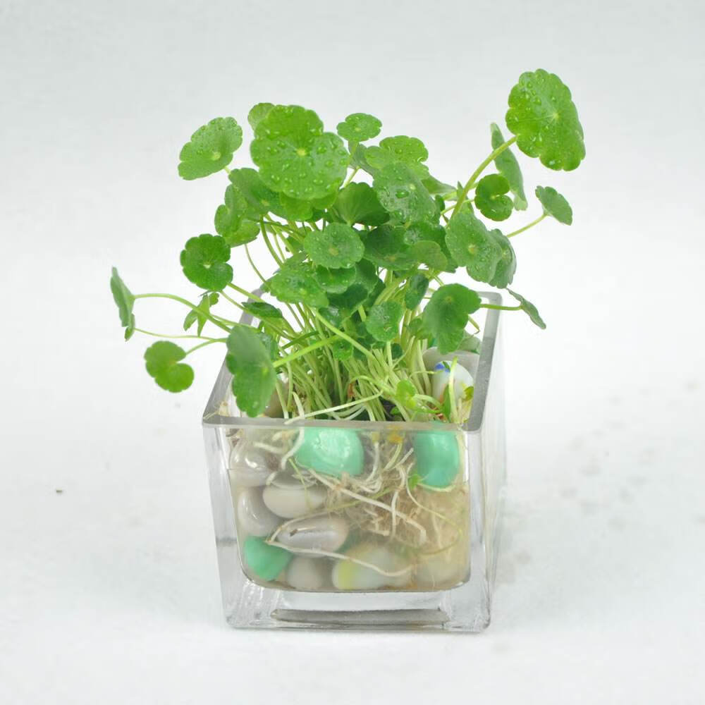 水生植物怎么养好看