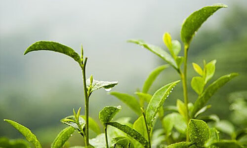 各种茶叶的功效与作用(各种茶叶的功效排行)