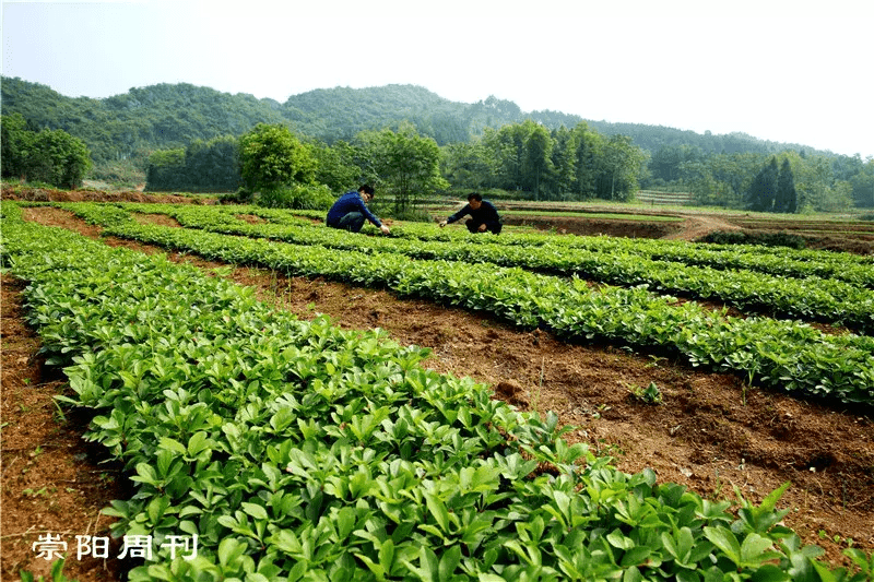 铜钟在风水的作用(风水铜钟放哪里)