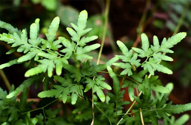 农村到处都是野生植物,这些植物看似毫不起眼,却有它们独特的价值