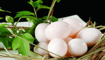 鸽子蛋的营养价值及功效(鸽子蛋营养丰富)