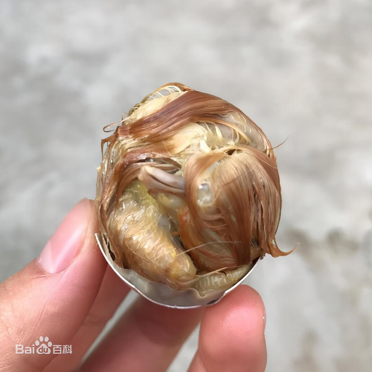 毛蛋(毛蛋的营养价值)