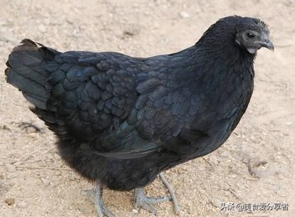 乌鸡的营养价值?(乌鸡的营养价值及功效和禁忌)