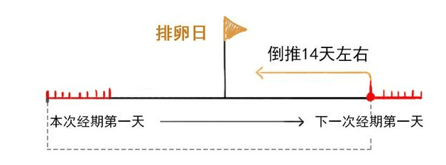 排卵期一共有几天?(排卵期一般有几天时间)