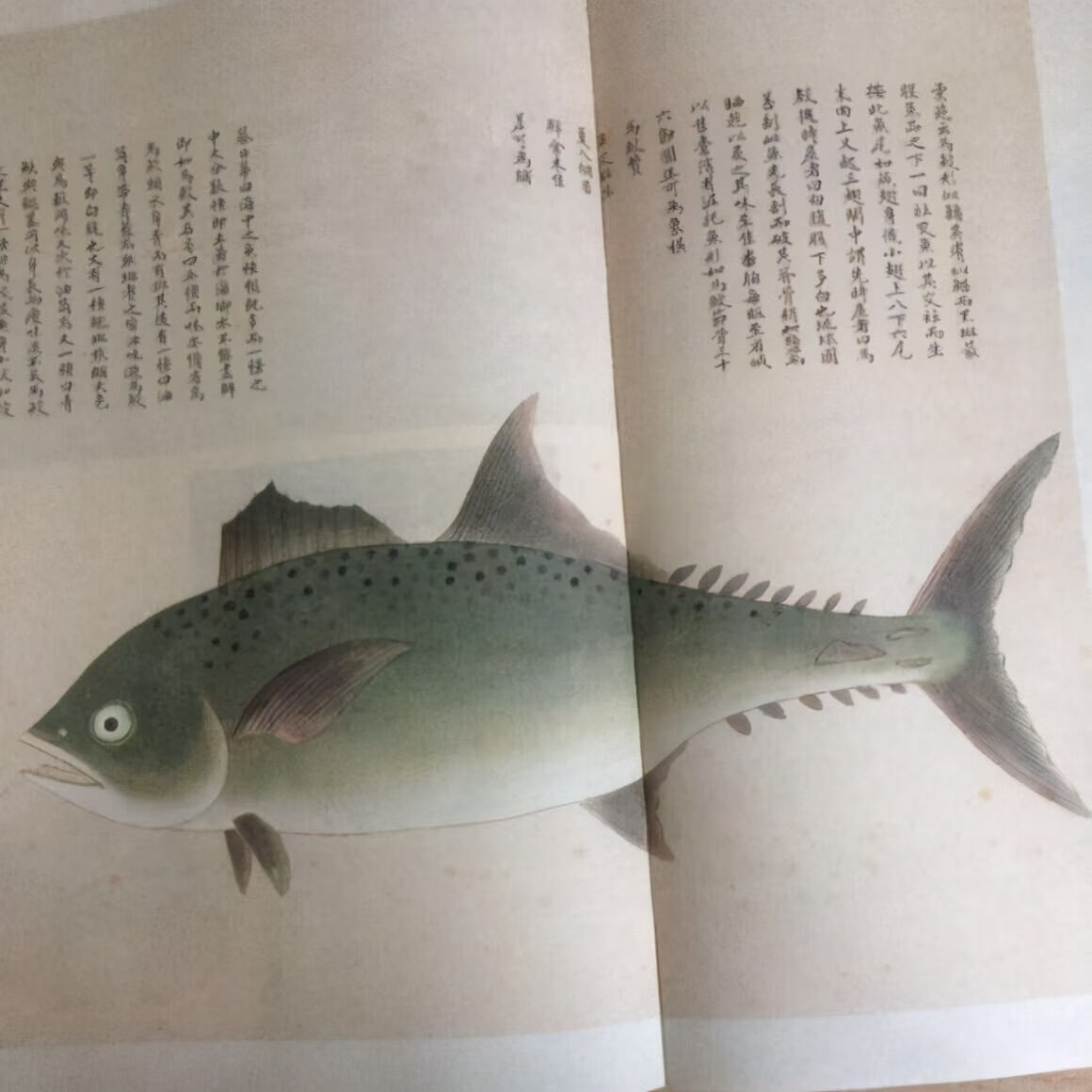 清朝学者郝懿行的小册子《记海错》,是这样记录鲅鱼的:"登莱海中有鱼