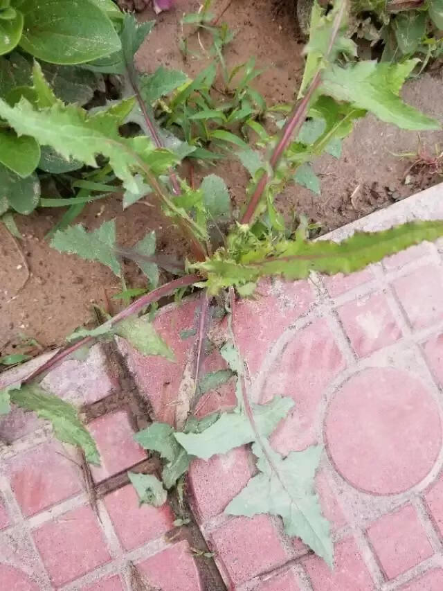 苦苣菜(苦菊和苦苣一样吗)