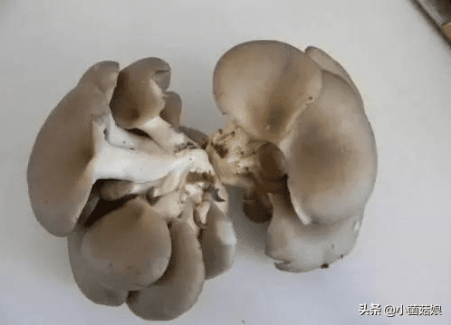 真姬菇的功效与作用(怎么看真姬菇煮没)