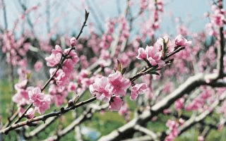 香港九星三合风水(三合风水视频)