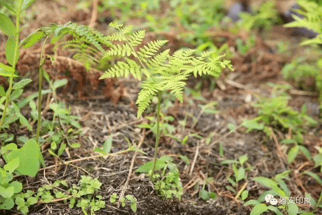 蓝莓 风水(草莓风水上有啥寓意)