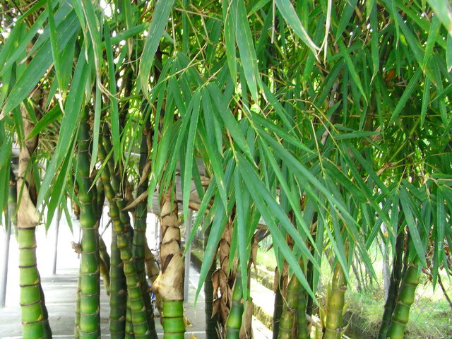 葫芦竹风水(风水竹子)