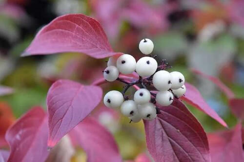 紅瑞木的風水作用(紅瑞木開花嗎)