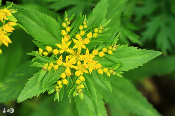 三七花的功效和作用(三七花的作用和功效)