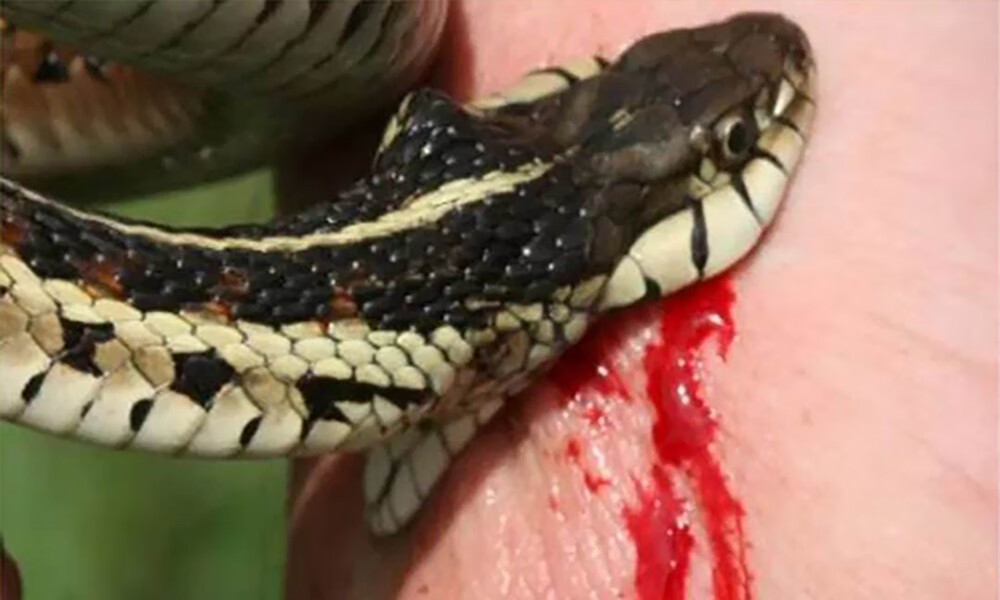 蛇和野鸡打架风水(有蛇的地方风水好不好吗)