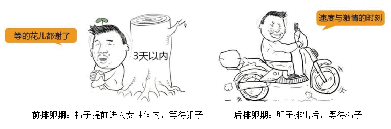 排卵期一共有几天?(排卵期一般有几天时间)