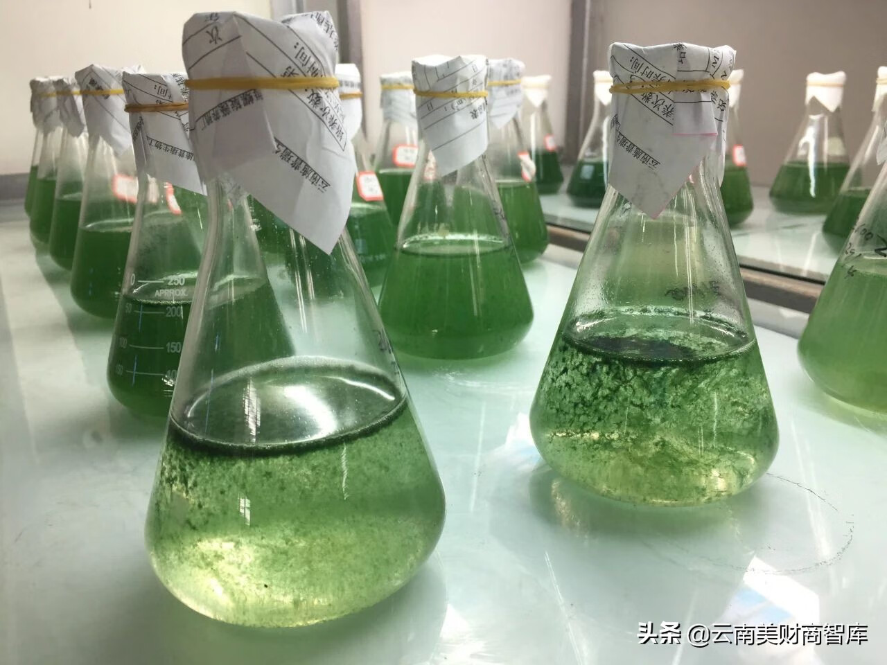 程海牌天然螺旋藻片(程海牌螺旋藻片)