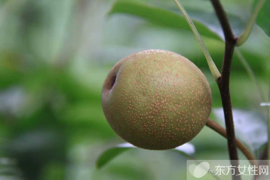 孕妇能吃梨吗 孕早期(孕妇可以每天吃梨吗)