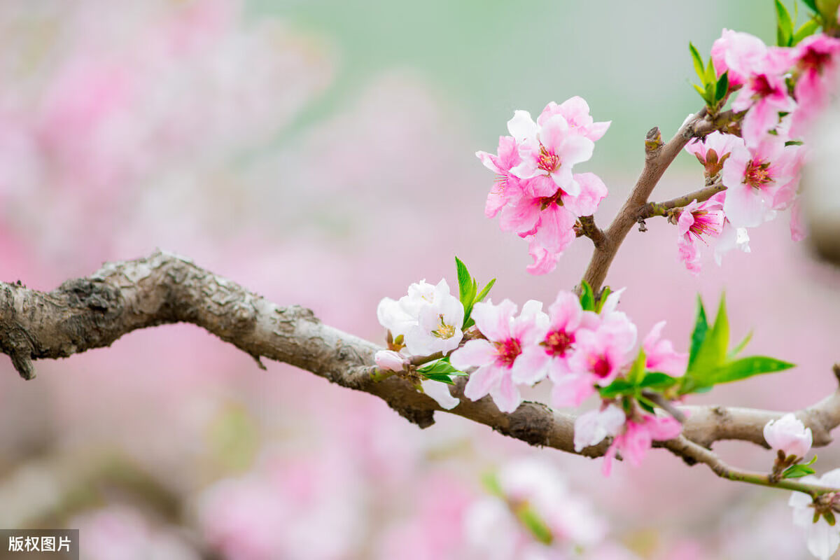 （R）语文《三月桃花水》