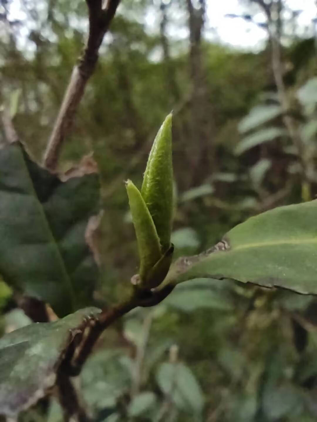 毛尖是什么茶类(毛尖是什么茶型)