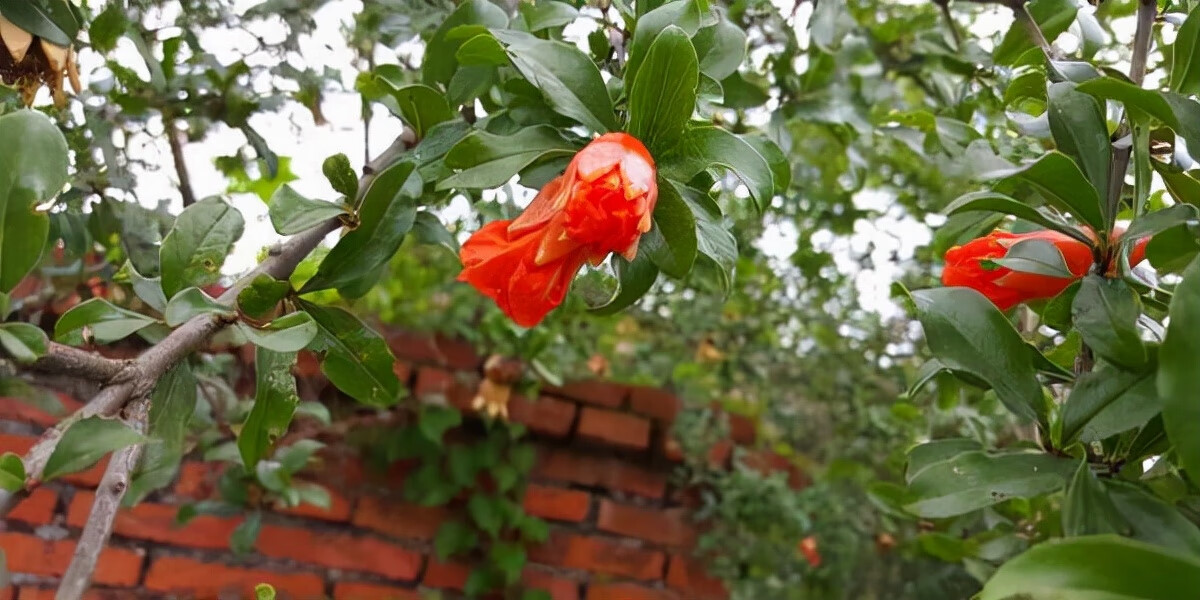 别墅种什么树风水好(别墅种树风水)