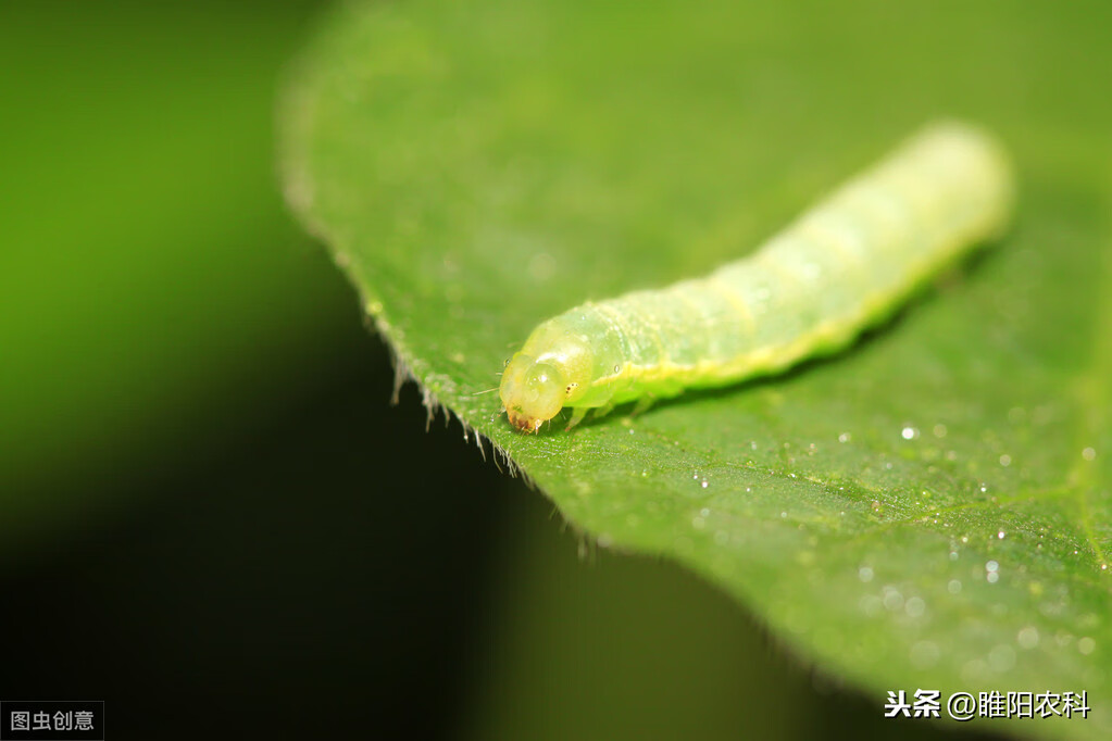 绿色蠕动软体虫子图片