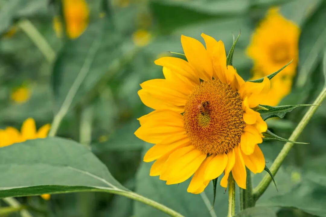 什么花在什么时候开,怎么开(什么花什么时候开花)