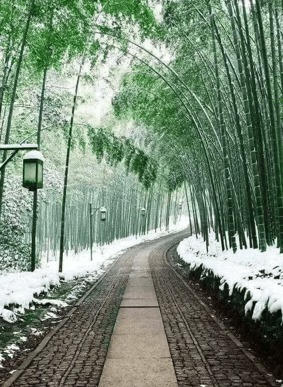 风水挡煞用什么竹子好(竹子太高可以剪了风水影响吗)