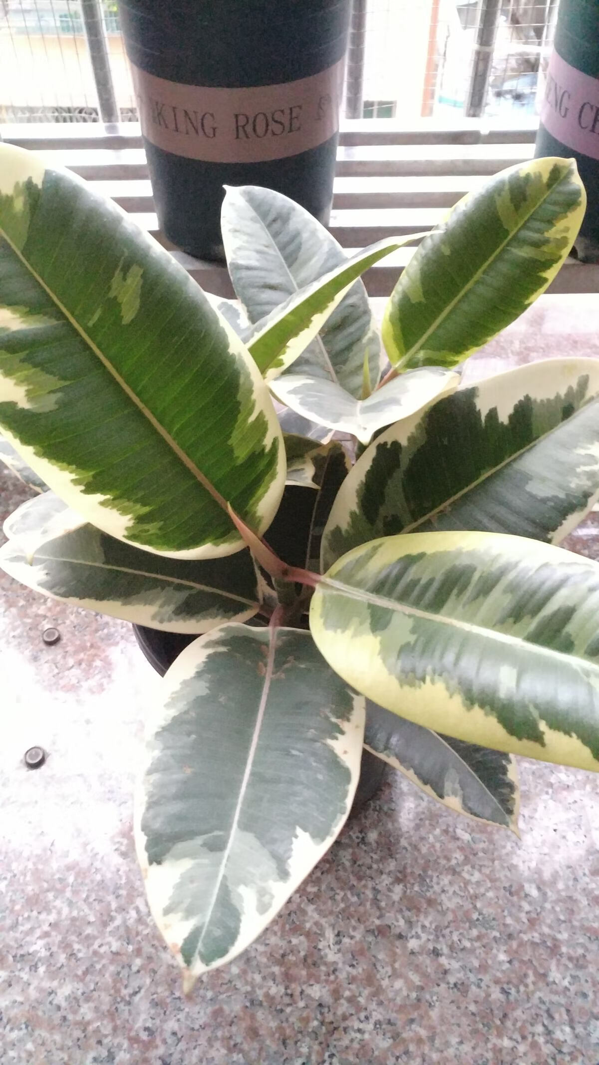 室内养殖橡皮树风水好吗(橡皮树的养殖方法)