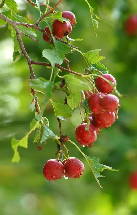 丰收节,果实累累,福气满满