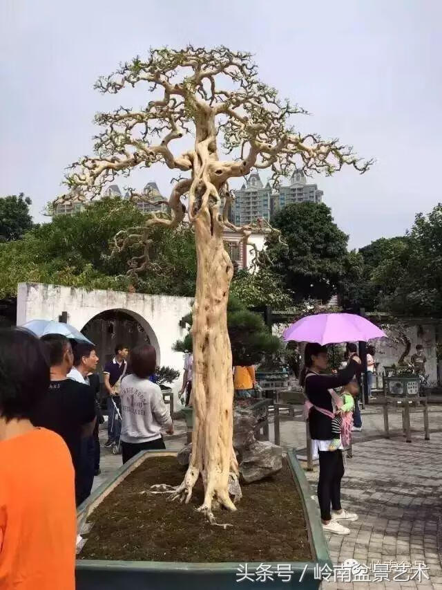 九里香的风水作用(九里香对风水的影响)