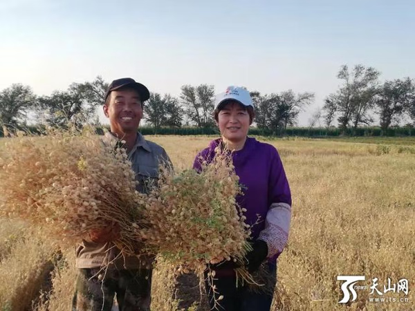 新疆选育出高产、可机采的鹰嘴豆新品种