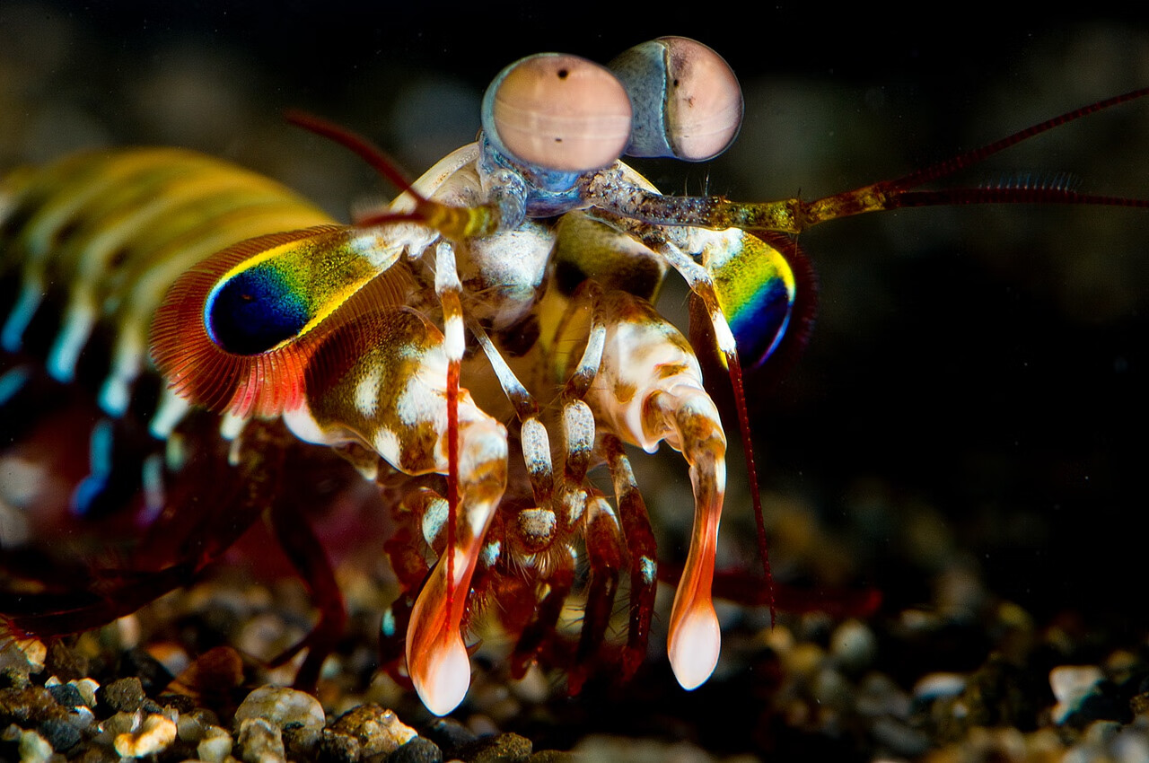 撒尿虾为什么叫撒尿虾(赖尿虾)