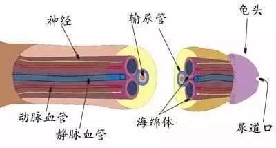 龟头敏感(什么药能根治龟头敏感)