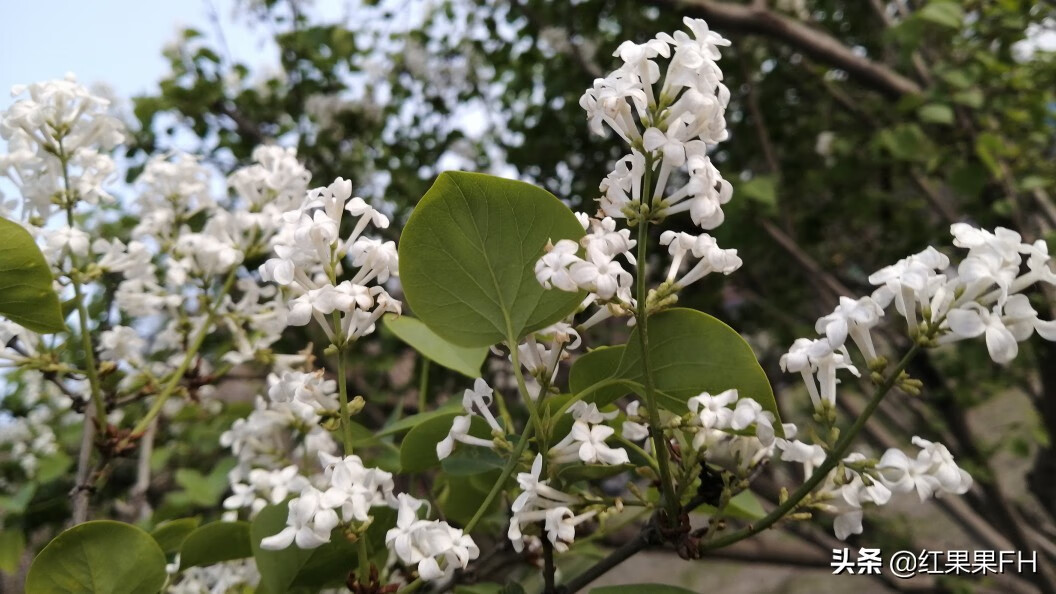 白花丁香樹的風水價值(白丁香的形狀)