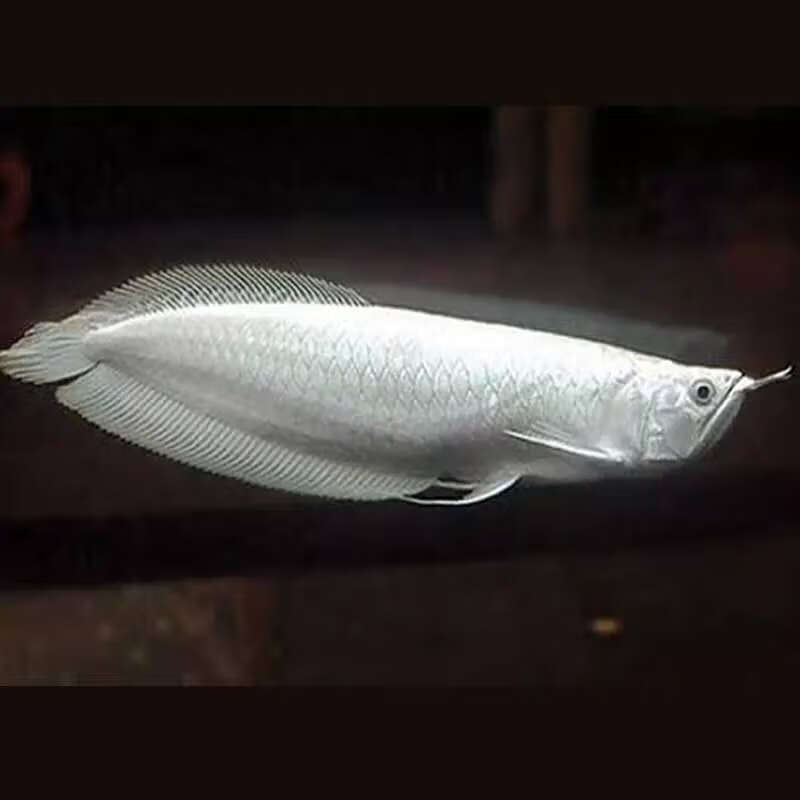 银龙鱼是一种很好饲养的风水观赏鱼鱼,如果想尝试开始饲养龙鱼的朋友