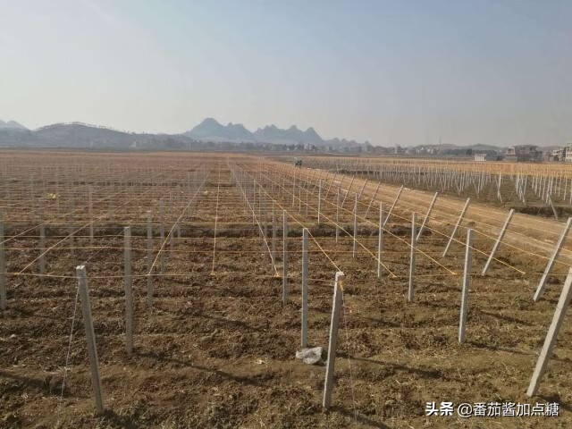 通草果(通草图片)