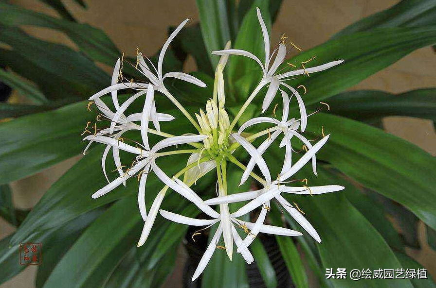 小叶榆树寓意风水(榆树风水禁忌)