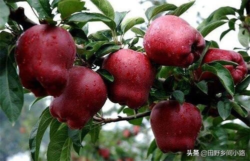 蛇果的功效与作用(蛇果子)