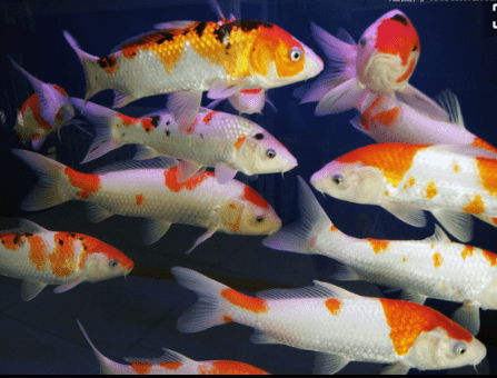 养风水鱼锦鲤的6大禁忌(锦鲤养几条风水好)