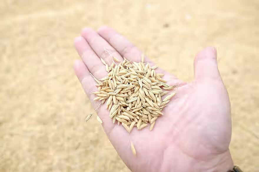 泰国大米和中国大米有什么区别(泰国米是什么米)