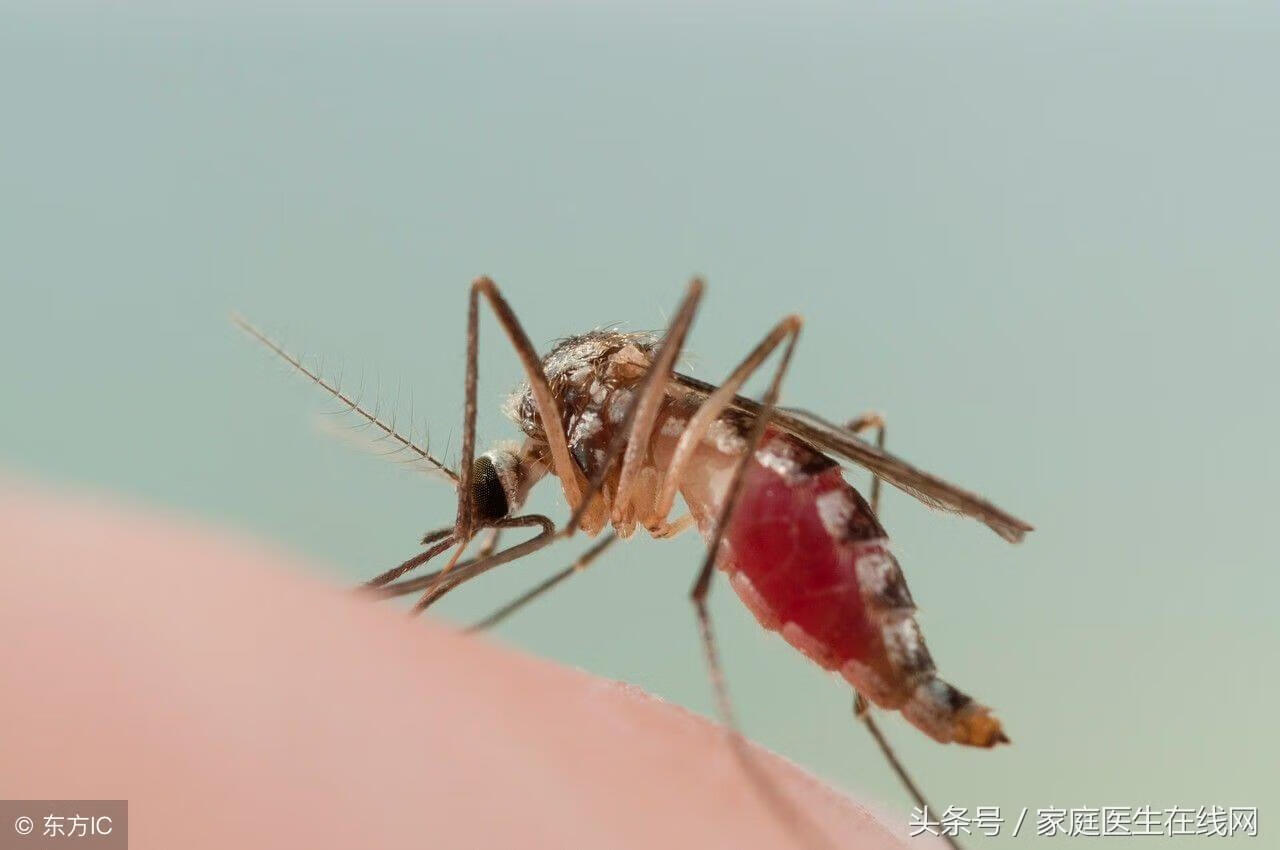 蚊子血型招(蚊子咬的血型排名)