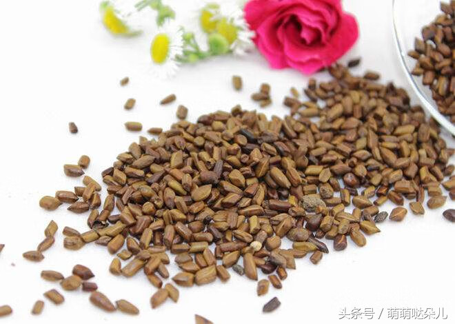 决明子的作用与功效与作用(决明子功能作用图功效)