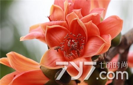 急性细菌性阴炎怎么治疗(细菌性阴炎好治吗能不能彻底好)