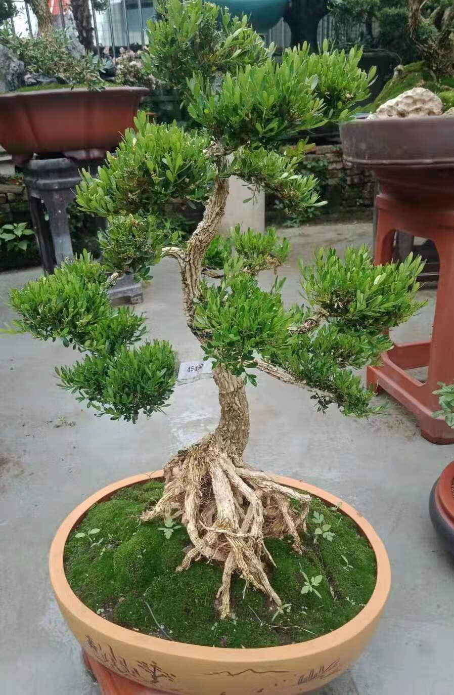 小叶黄杨 风水(小叶黄杨风水)