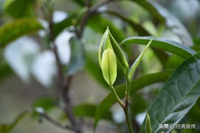 茶多酚的作用和功效(茶多酚的功效与作用及禁忌)