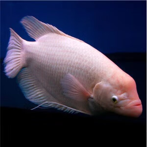 一位鱼友问养鱼老道,如果把招财,十间,红尾皇冠这几个小贱货饲养在一