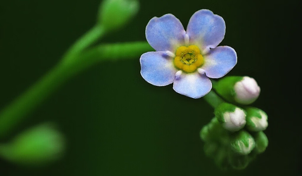 茴香菜的功效与作用(茴香菜又叫什么菜)