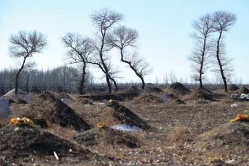 坟前栽几棵树风水最好(祖坟上栽什么树风水好)