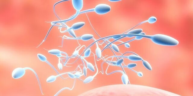 精子能吃吗(吃什么补精子提高精子质量)