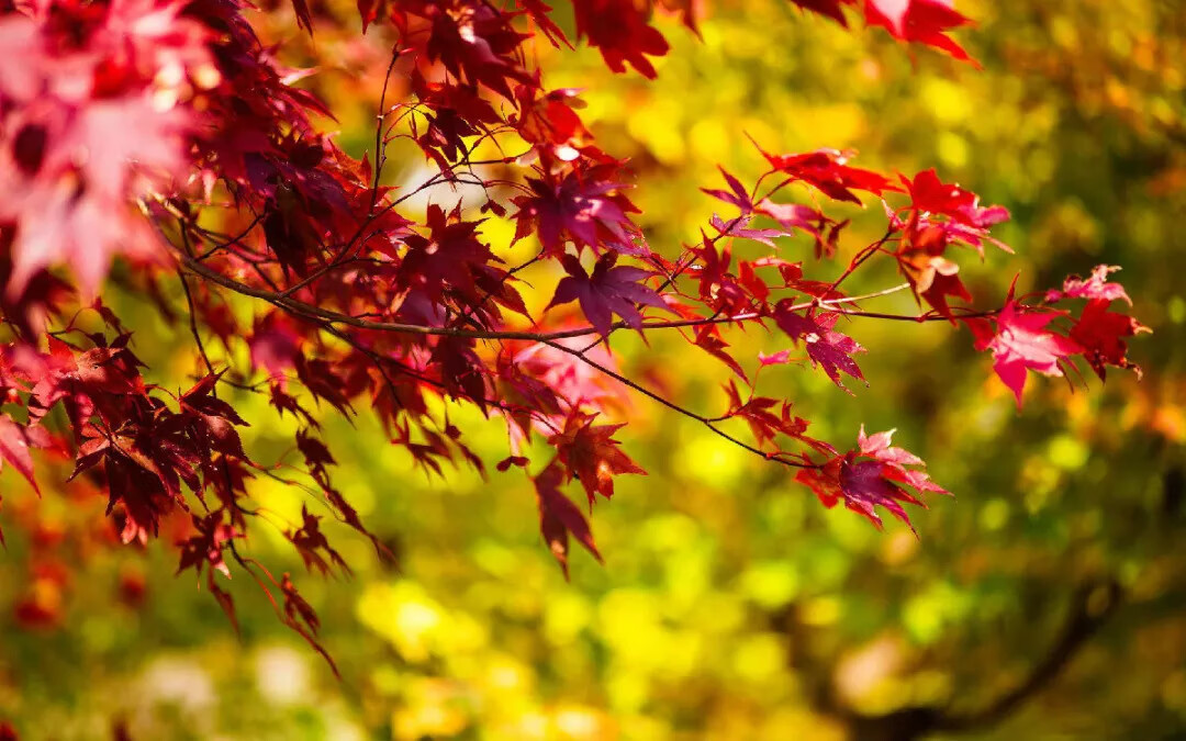 红枫树有什么寓意风水植物(种枫树风水好吗)